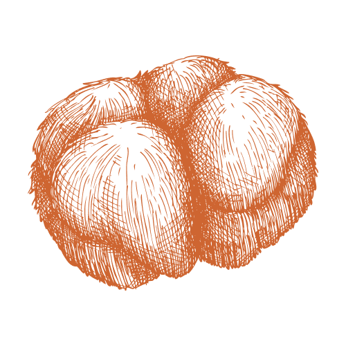Süngomba