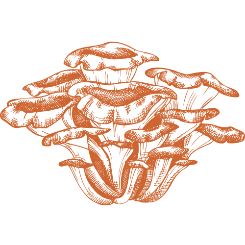 Maitake