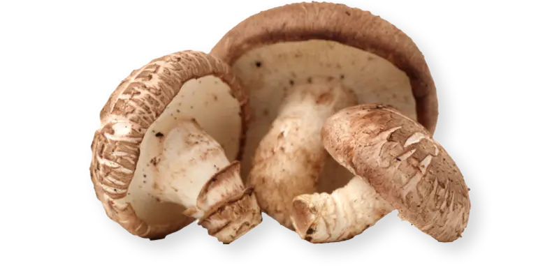  - Lentinula edodes