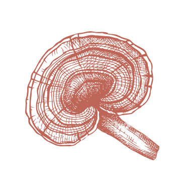 Térjen vissza a hagyományokhoz és erősítse immunrendszerét