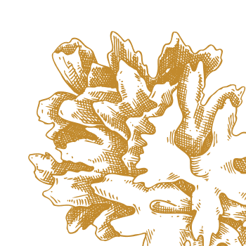 Egy értékes csodagomba